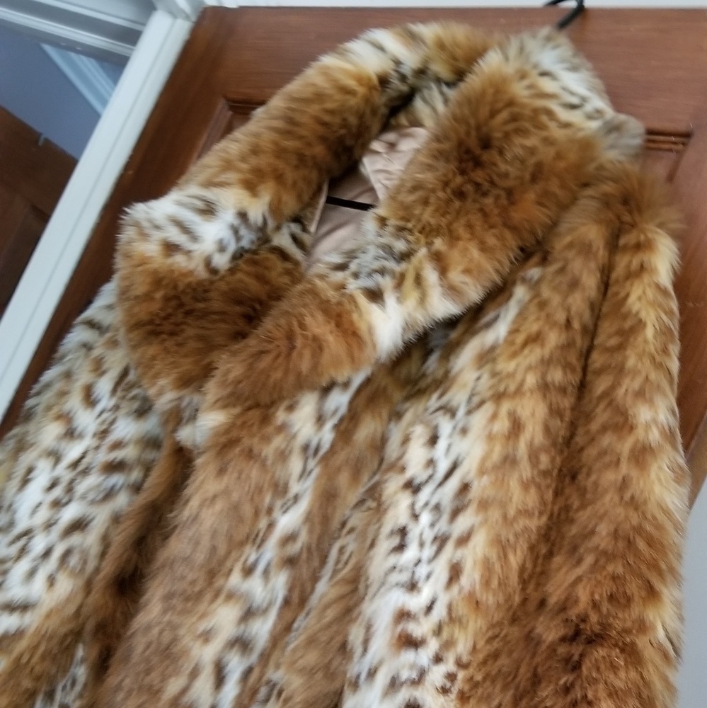 Cheetah - Picture 3 of 4
